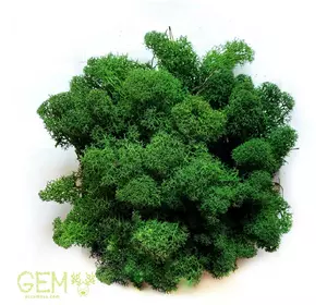 Стабилизированный мох Green Ecco Moss cкандинавский мох ягель Forest Green 0.5 кг