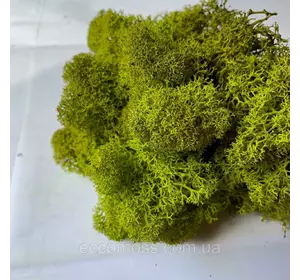 Стабилизированный мох Green Ecco Moss скандинавский мох ягель Medium 0.5  кг