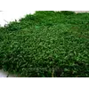 Стабилизированный мох  Green Ecco Moss плоский 0.5 кв.м