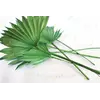 Раскрытый пальмовый лист ("солнышко" сухой зеленый)