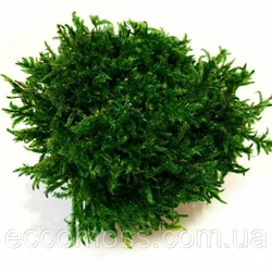 Стабилизированный мох Green Ecco Moss прованс звичайний 4 кг