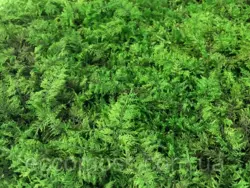 Стабилизированный мох Green Ecco Moss папоротниковый мох 0.5 кв.м
