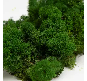 Очищений стабилизированный мох Green Ecco Moss cкандинавский мох ягель Forest Green 4 кг