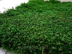 Стабилизированный мох  Green Ecco Moss плоский 1 кв.м