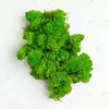 Очищенный cкандинавский мох ягель Light Green  4 кг Green Ecco Moss