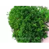 Стабилизированный мох Grren Ecco Moss украинский ягель зеленый 0.5 кг
