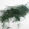 Аспарагус перистый стабилизированный зеленый