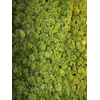 Стабилизированный мох Green Ecco Moss скандинавский мох ягель Medium 1 кг