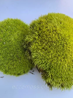 Стабилизированный мох Green Ecco Moss  кочка лайм 1 кг.