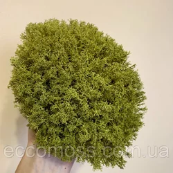Стабилизированный мох Green Ecco Moss  Ягель украинский оливковый 1 кг