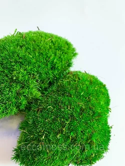 Стабилизированный мох Green Ecco Moss  кочка зеленый 0,5 кг.