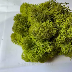 Очищений стабилизированный мох Green Ecco Moss скандинавский мох ягель Medium 1 кг