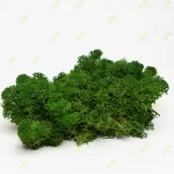 Стабилизированный мох Green Ecco Moss cкандинавский мох ягель Forest Green 1 кг