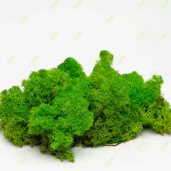 Очищений стабилизированный мох Green Ecco Moss cкандинавский мох ягель Light Green  1 кг