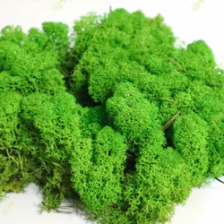Стабилизированный мох  Green Ecco Moss cкандинавский мох ягель Light Green 1 кг