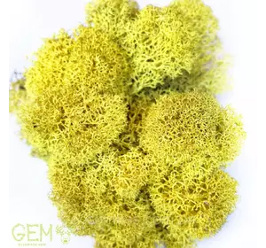 Очищений стабилизированный мох Grren Ecco Moss ягель норвежский желтый 1 кг