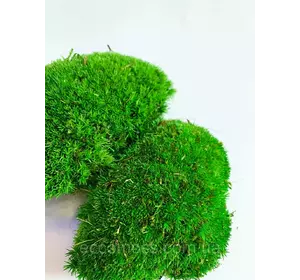 Стабилизированный мох Green Ecco Moss кочка зеленый 1 кг
