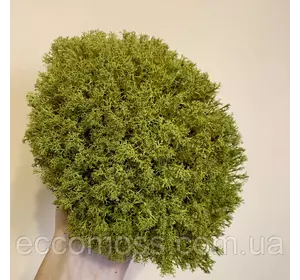 Стабилизированный мох Green Ecco Moss  Ягель украинский оливковый 1 кг