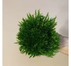 Стабилизированный  мох Green Ecco Moss прованс королевский 1 кг