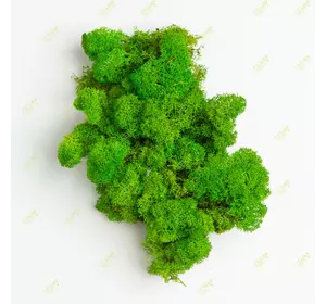 Очищенный cкандинавский мох ягель Light Green  4 кг Green Ecco Moss