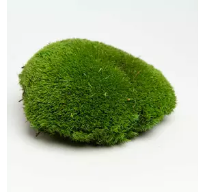 Стабилизированный мох Green Ecco Moss  кочка Светло Зеленый - Light GREEN 4 кг