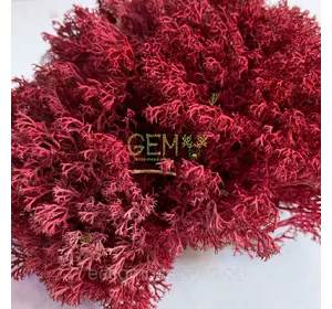 Стабилизированный мох Green Ecco Moss украинский ягель красный 1 кг