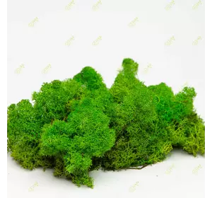Очищений стабилизированный мох Green Ecco Moss cкандинавский мох ягель Light Green  1 кг