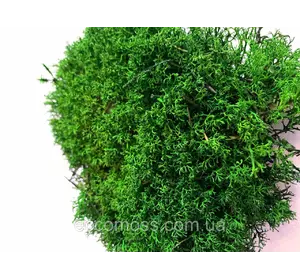 Стабилизированный мох Grren Ecco Moss украинский ягель зеленый 1 кг