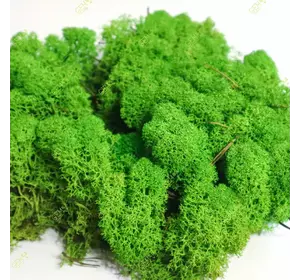 Стабилизированный мох  Green Ecco Moss cкандинавский мох ягель Light Green 1 кг