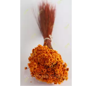 Сухоцвет Гликсия сухая Итальянская оранжевая