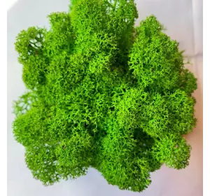 Стабилизированный мох Green Ecco Moss cкандинавский мох ягель Light Green  0.5 кг