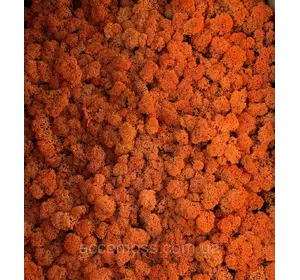 Стабилизированный мох  Green Ecco Moss cкандинавский ягель оранжевый 4 кг
