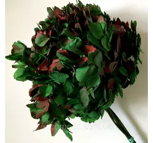 Гортензия зелено-красная