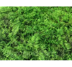 Стабилизированный мох Green Ecco Moss папоротниковый мох 1 кв.м