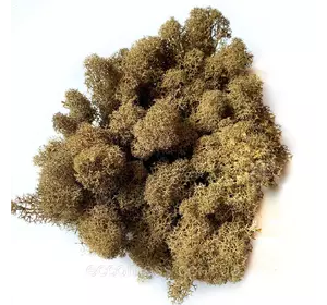 Очищений стабилизированный мох Green Ecco Moss норвежский  ягель коричневый  0.5 кг