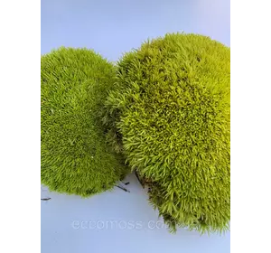Стабилизированный мох Green Ecco Moss  кочка лайм 4 кг.