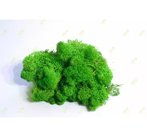 Очищений стабилизированный мох  Green Ecco Moss cкандинавский мох ягель Light Green 4 кг