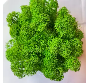 Стабилизированный мох Green Ecco Moss cкандинавский мох ягель Light Green  1 кг