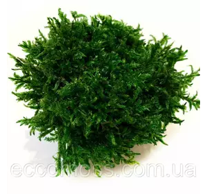 Стабилизированный мох Green Ecco Moss прованс звичайний 1 кг