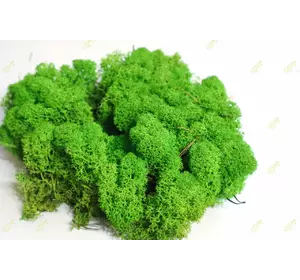 Очищений стабилизированный мох  Green Ecco Moss cкандинавский мох ягель Light Green 0.5 кг