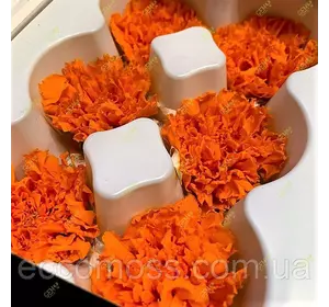 Стабилизированная гвоздика бутоны оранжевые